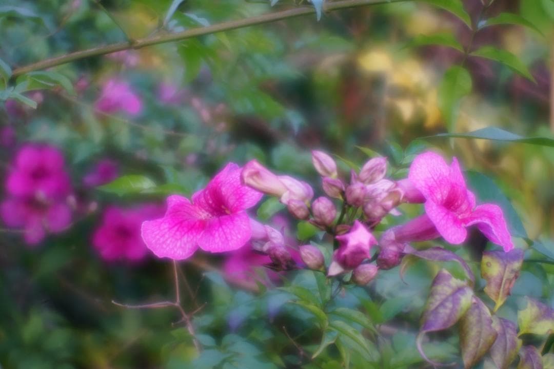 【美品】 KIYOHARA VK70R ソフトフォーカス