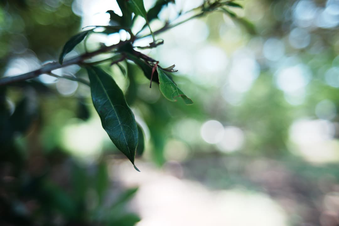 【寄れる】Nikon Ai-s Nikkor 28mm F2 ニコン 388