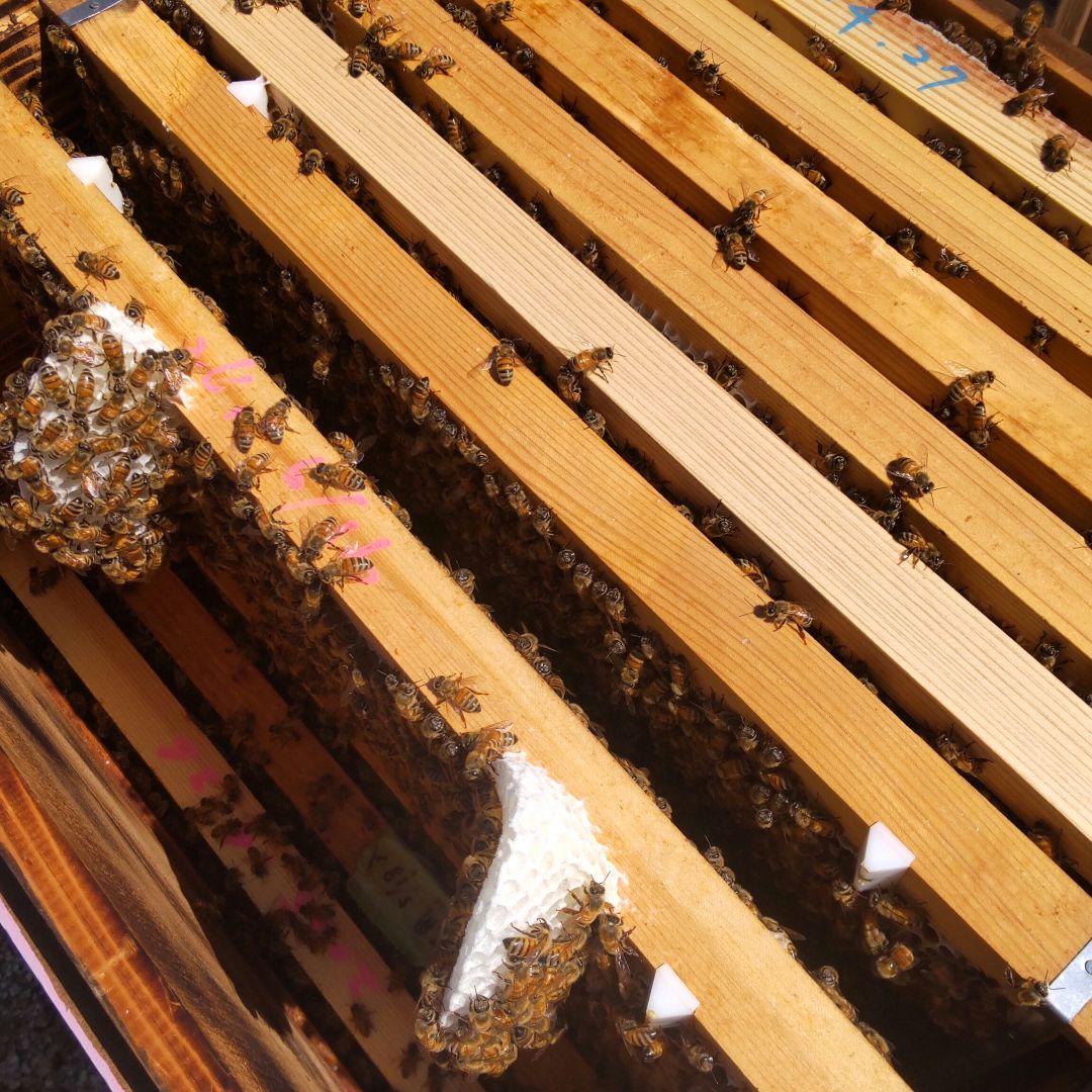 国産百花生蜂蜜 １２００グラム食べ比べ２本セット