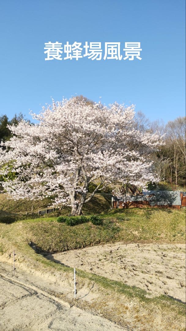 国産百花生蜂蜜 １２００グラム食べ比べ２本セット