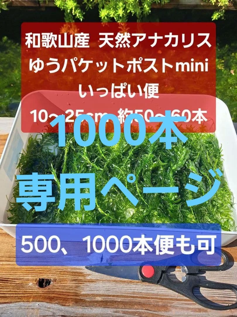 【1000本】天然 アナカリス