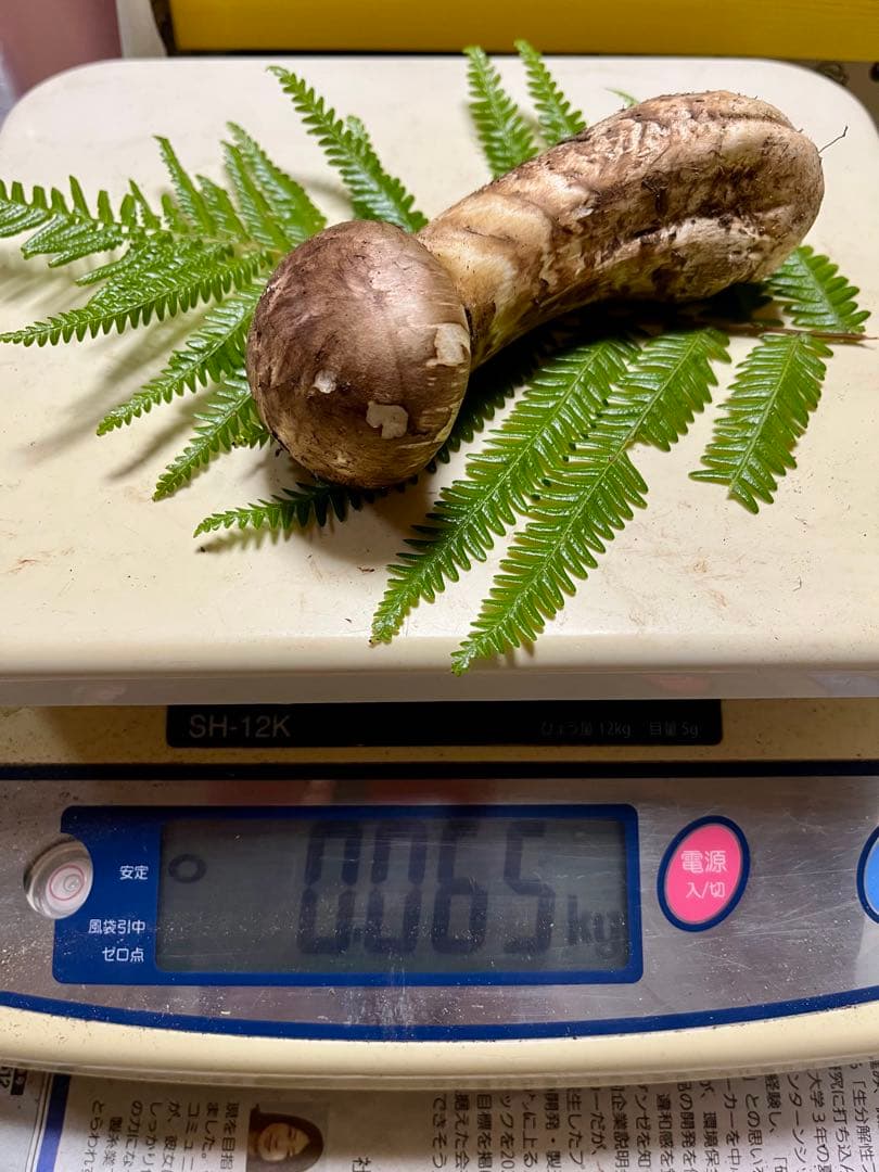 専用です！【大阪泉州産】天然松茸 採れたて良品☆1本110g国産