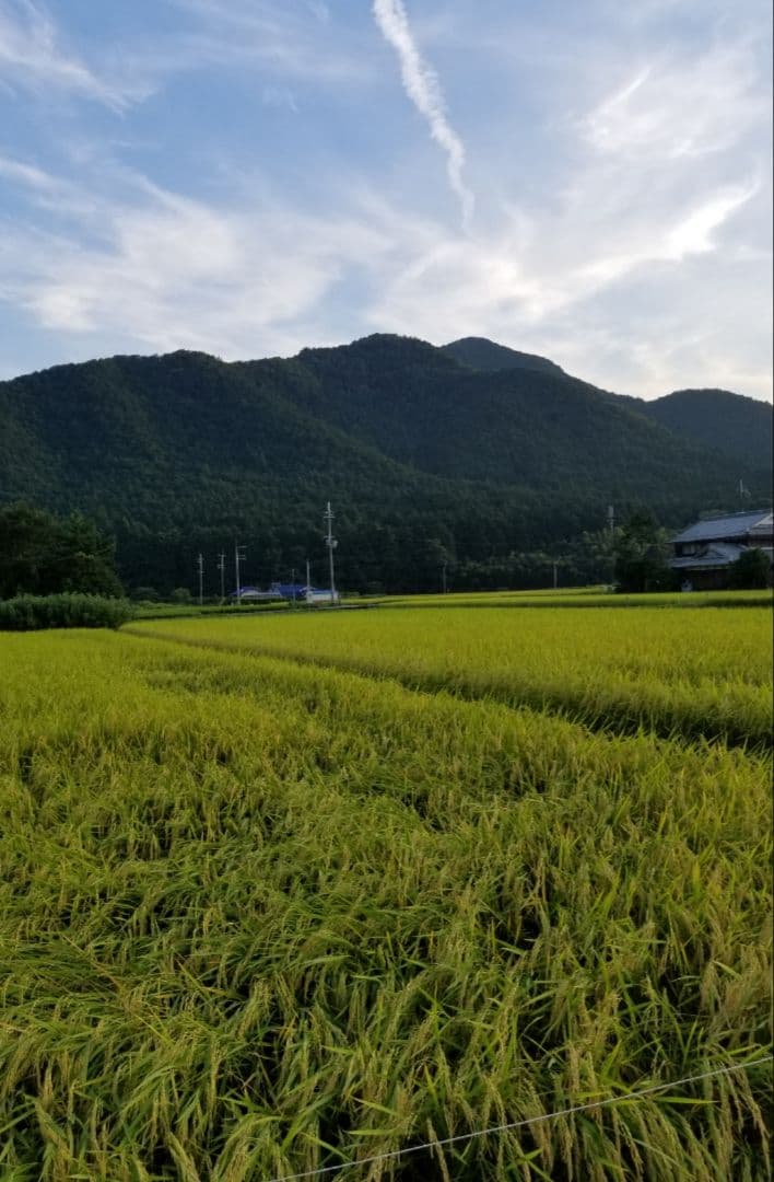 令和7年　兵庫県丹波産 農薬、除草剤不使用　新米コシヒカリ20キロ