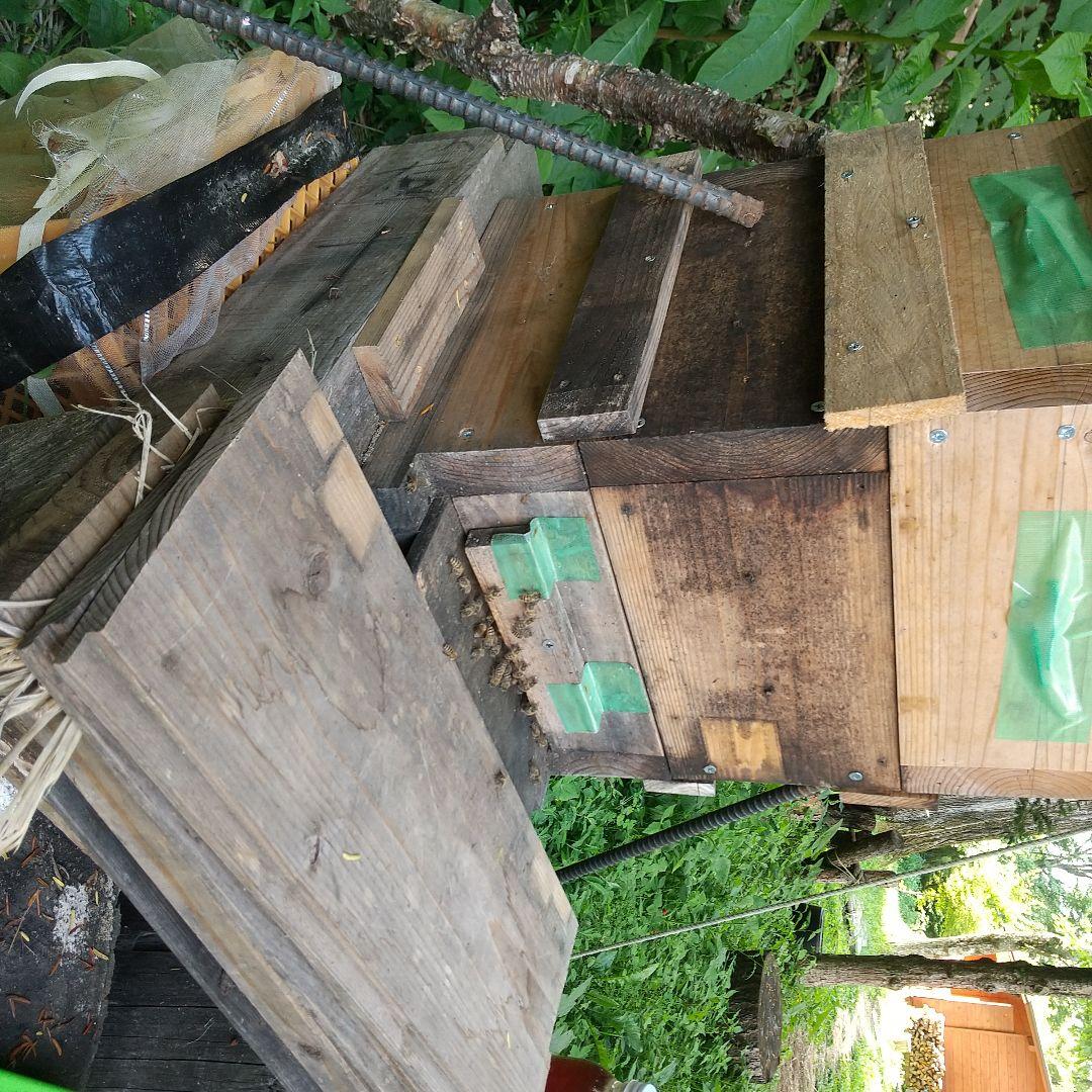 ジュエリー 日本蜜蜂天然 ハチミツ 1160g 八ヶ岳西麓1250m