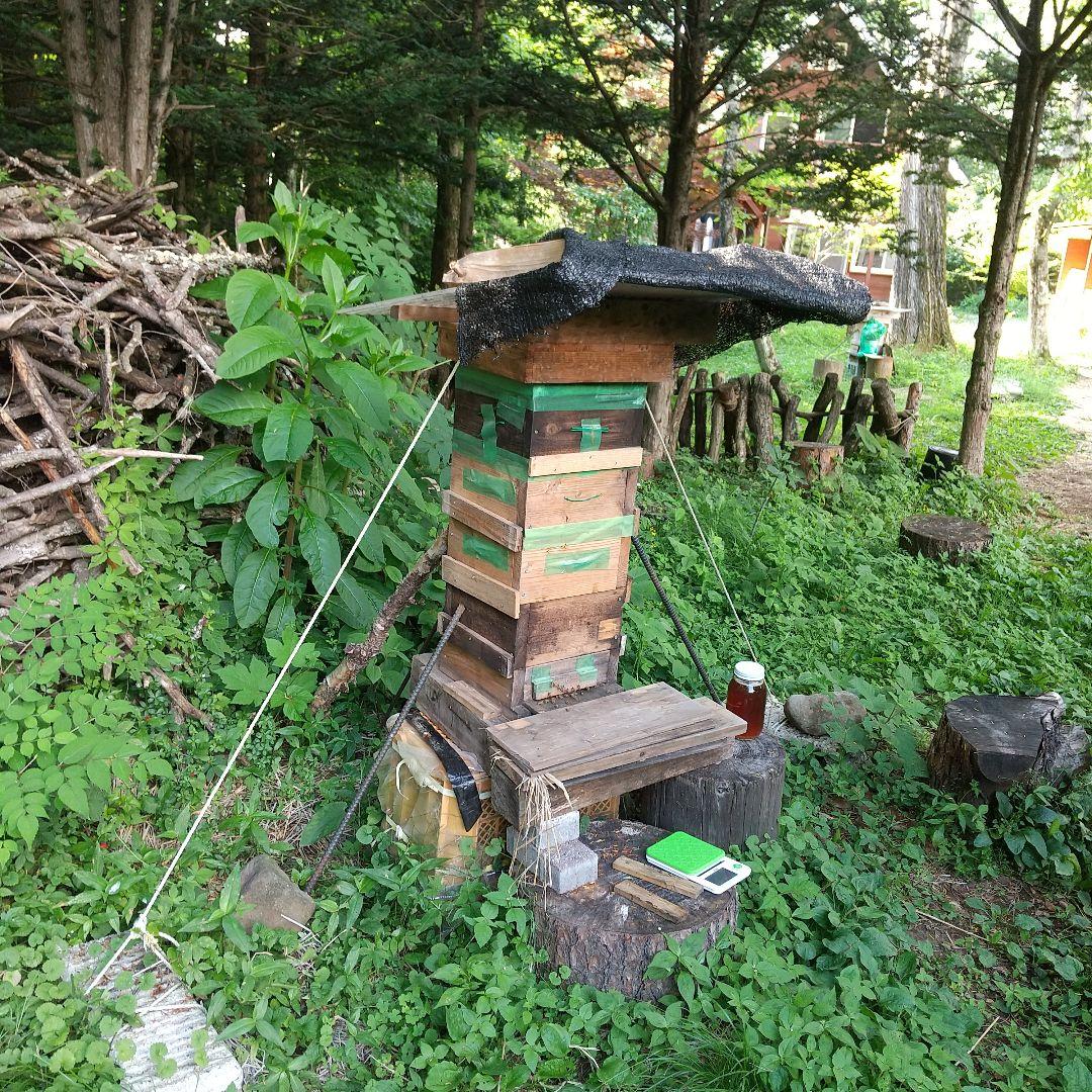 ジュエリー 日本蜜蜂天然 ハチミツ 1160g 八ヶ岳西麓1250m