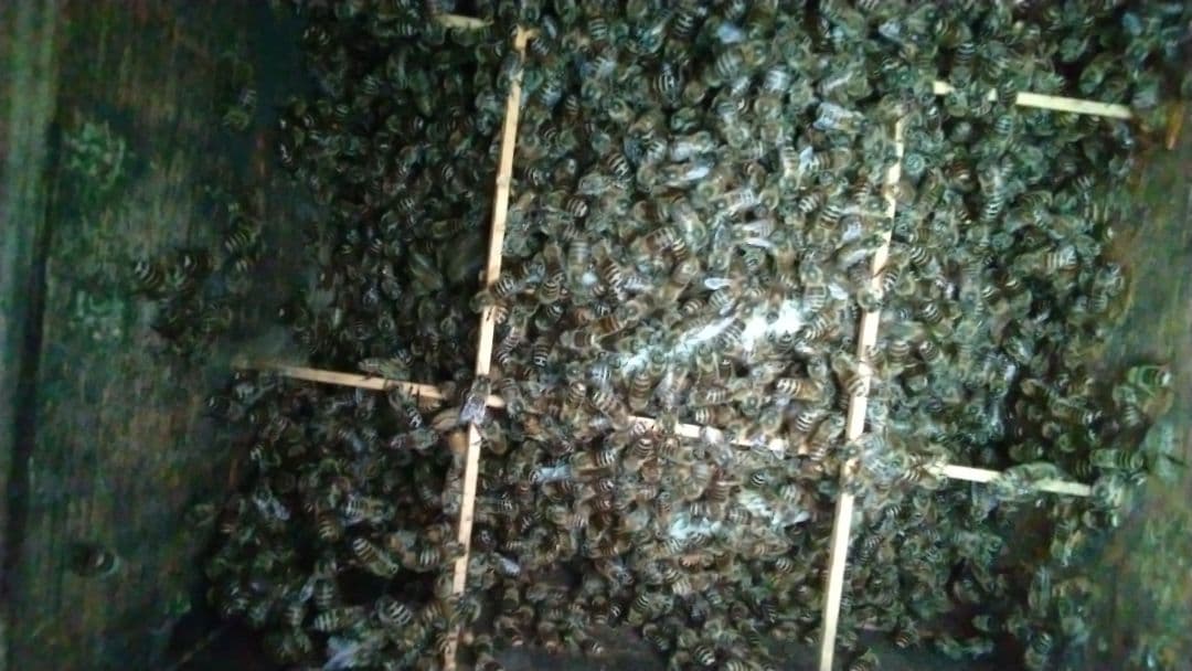 ジュエリー 日本蜜蜂天然 ハチミツ 1160g 八ヶ岳西麓1250m