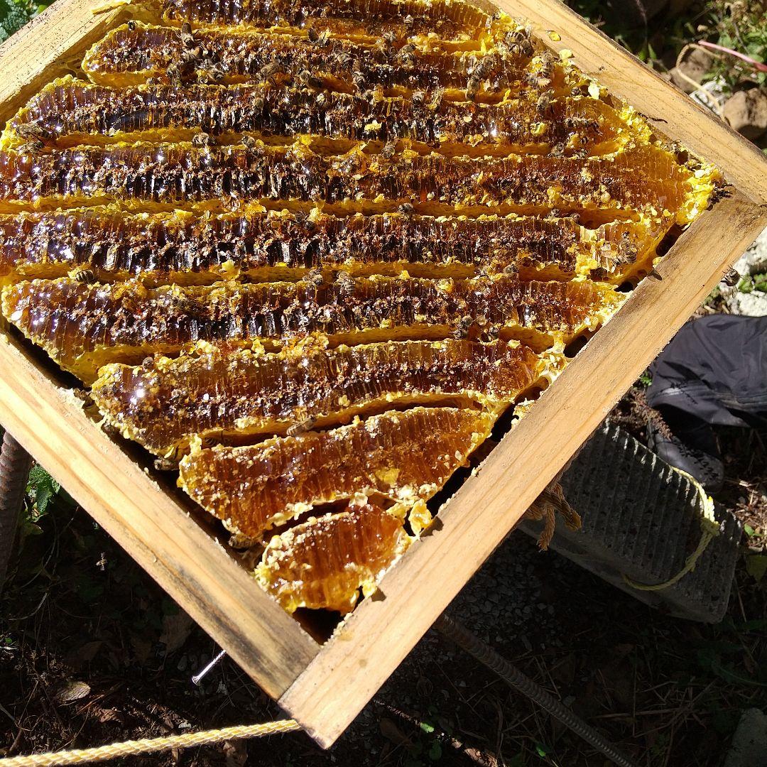 ジュエリー 日本蜜蜂天然 ハチミツ 1160g 八ヶ岳西麓1250m