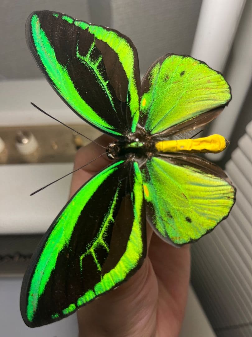 ミドリメガネトリバネアゲハ 展翅標本 外国産蝶標本 標本 蝶 採集品 アカエリ