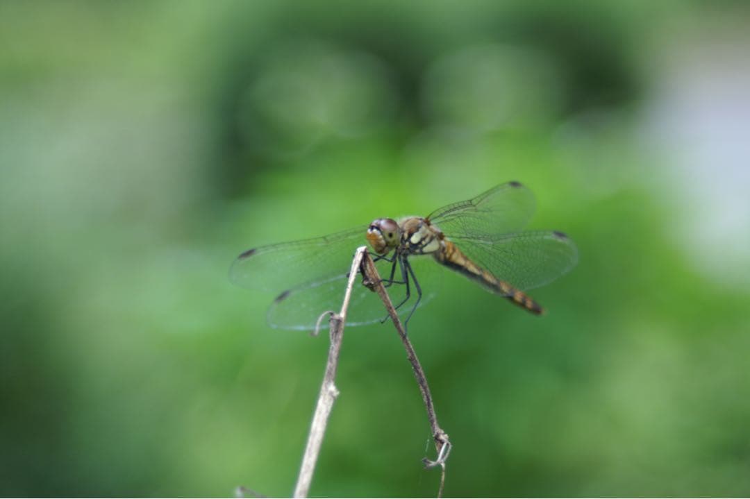 α-7 digital レンズ3本セット