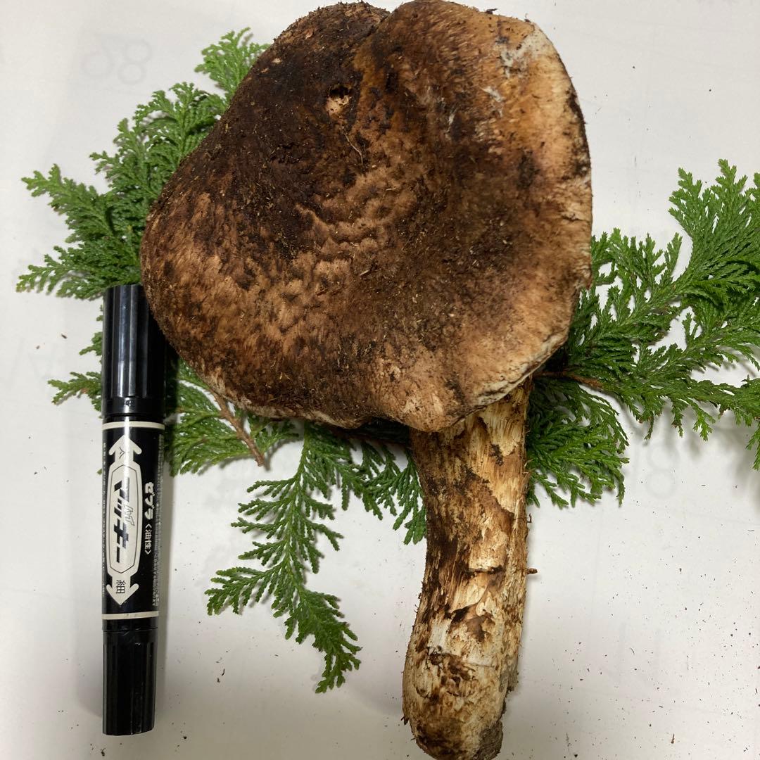 岩手県産　松茸　大開き(360g)K-oneS uzuki