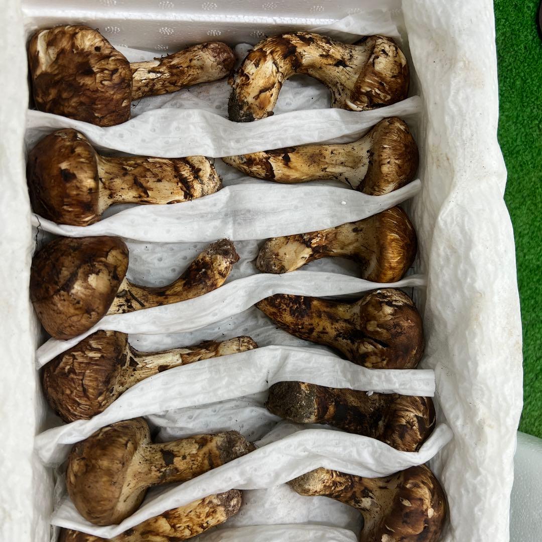 超新鮮な中国産松茸 31本入り　約1キロ入り つぼみ！ 綺麗！