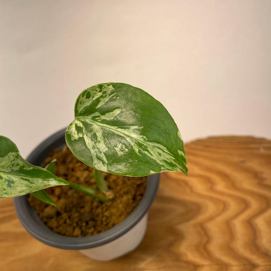 T*Y様 L028斑入り保証！品種保証！Bulbasaurモンステラ・フシギダネ