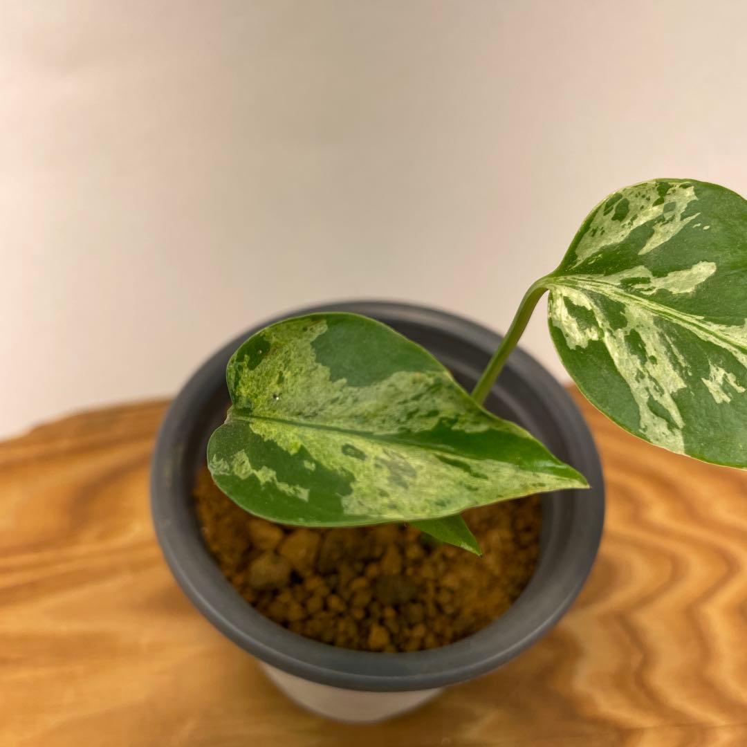 T*Y様 L028斑入り保証！品種保証！Bulbasaurモンステラ・フシギダネ