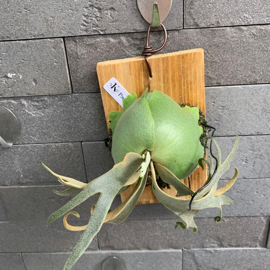 P.willinckii Jenny TC ビカクシダ