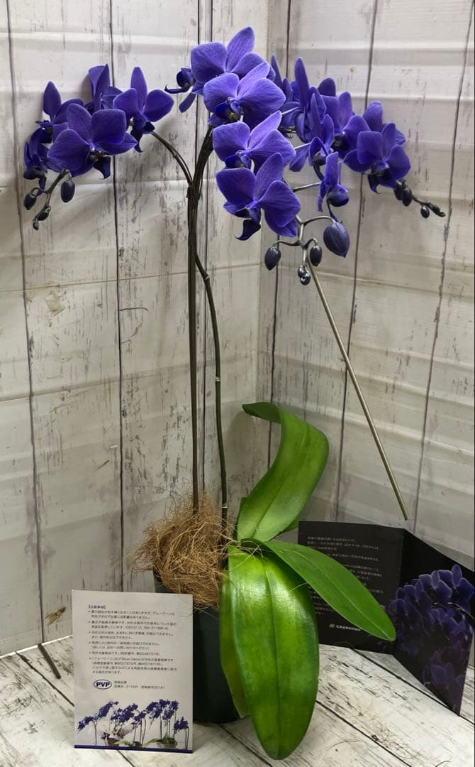 ⑤正規品　希少品種　胡蝶蘭　コチョウラン　ファレノプシス　ブルージーン　パープル