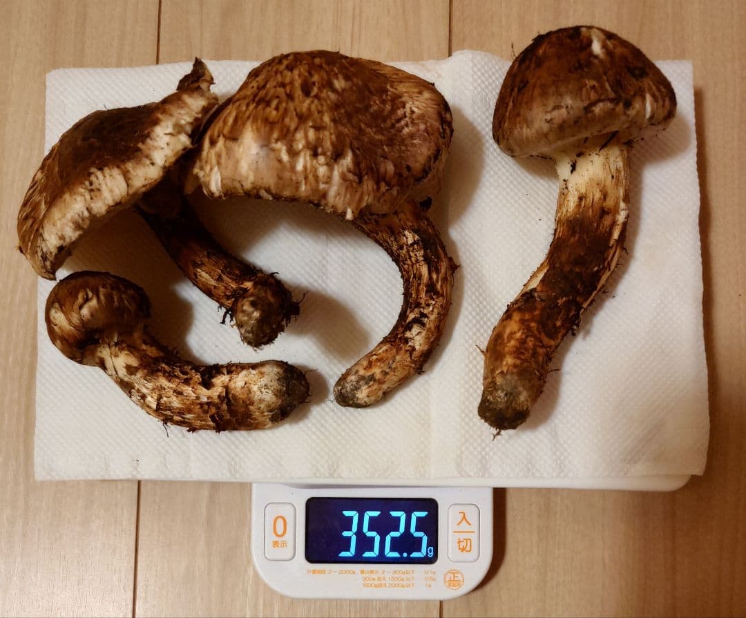 #岩手県岩手郡岩手町産天然松茸およそ300g