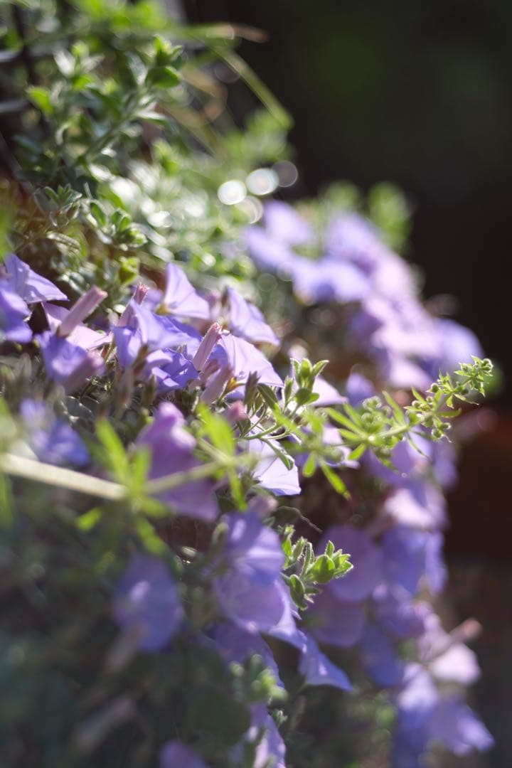 PENTACON PRAKTICAR 50mm f2.4レンズ