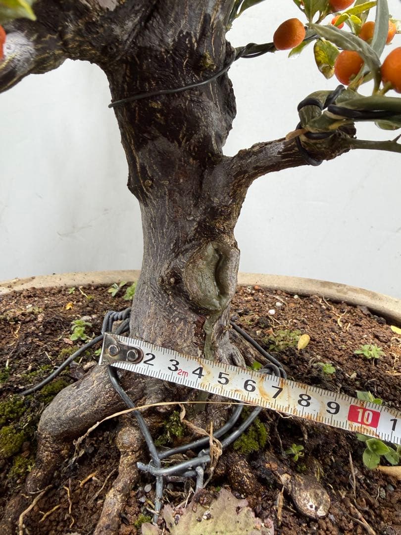 【ガチ盆栽】金豆　キンズ　激古