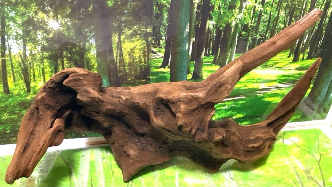 ココタルト　3点♪大ツノ2本のイケメン大型ホーンウッド等