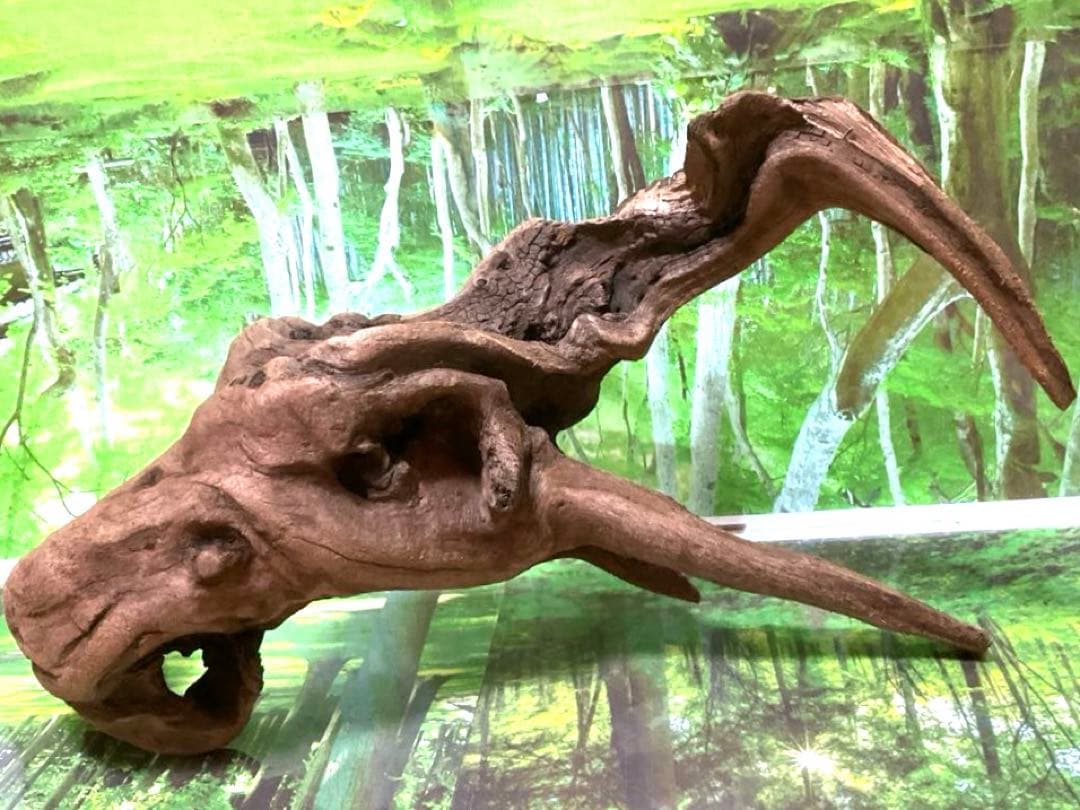 ココタルト　3点♪大ツノ2本のイケメン大型ホーンウッド等