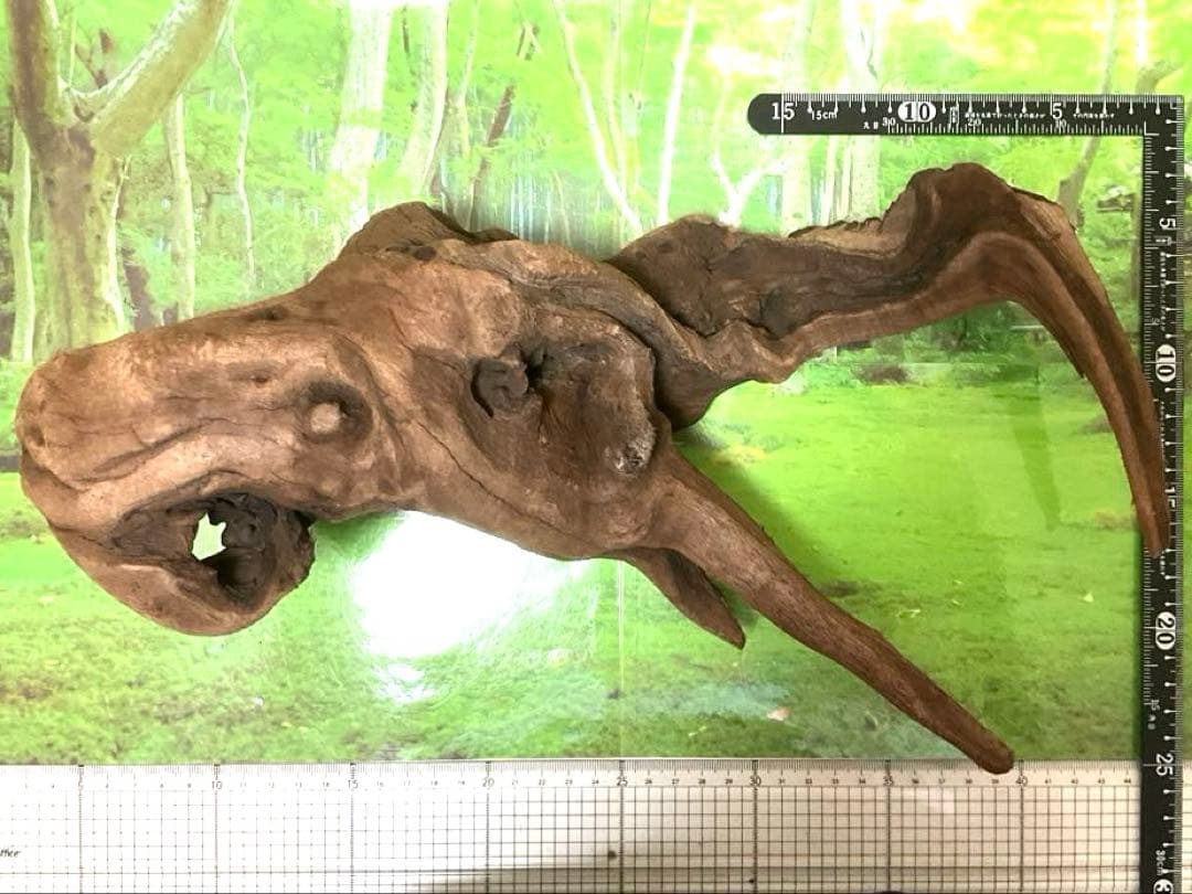 ココタルト　3点♪大ツノ2本のイケメン大型ホーンウッド等