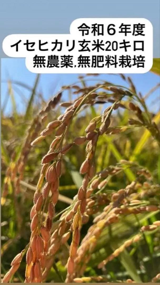 専用ページ　イセヒカリ 佐賀県産20キロ 無農薬・無肥料栽培