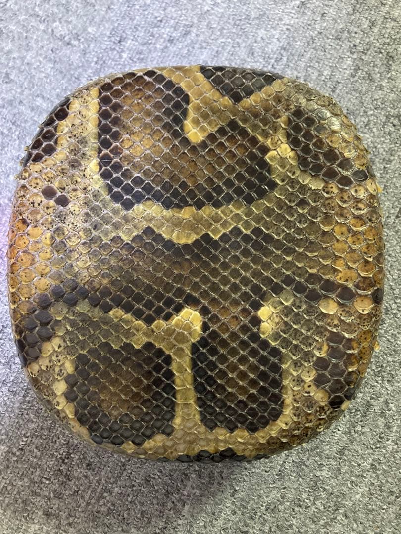 三線チーガ　胴　本皮1枚張り