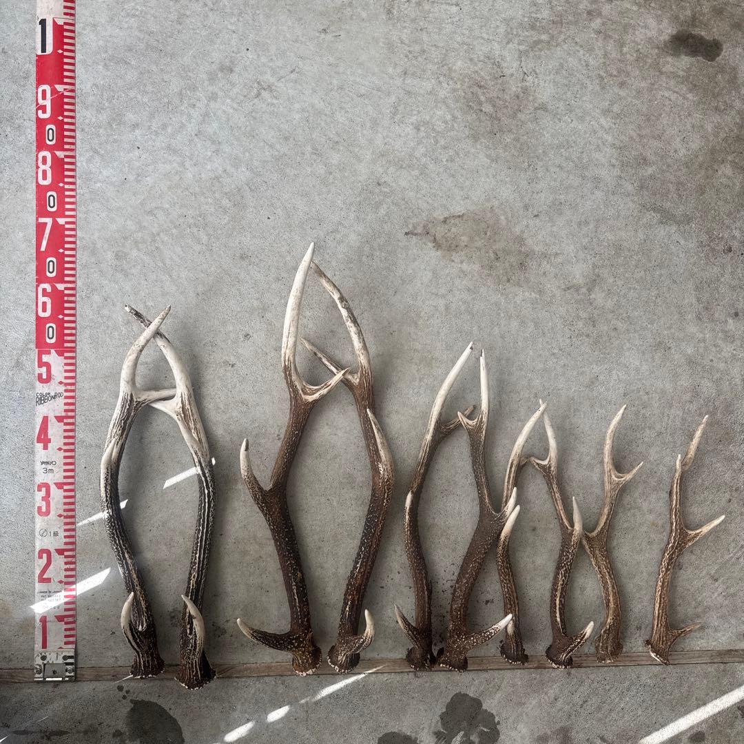 ②鹿の角 セット ニホンジカ 10本