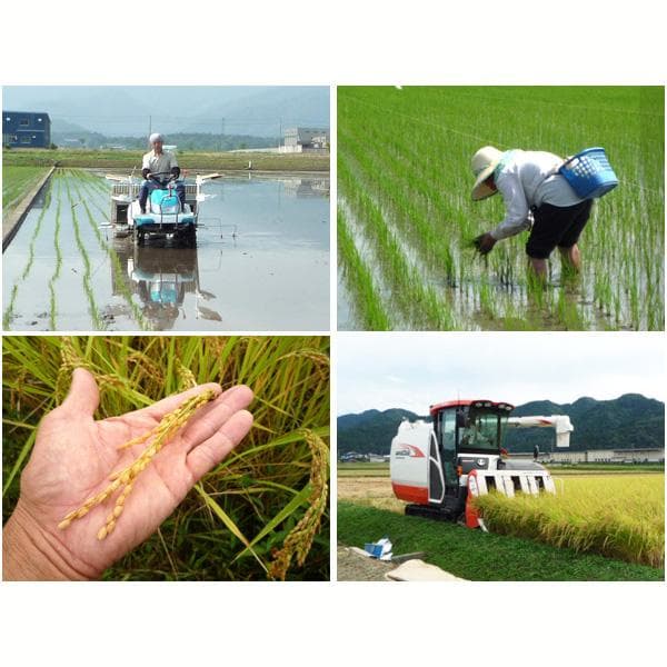 無農薬有機米コシヒカリ玄米２０kg（福井７年産新米）食味ランク最高 S・精米無料