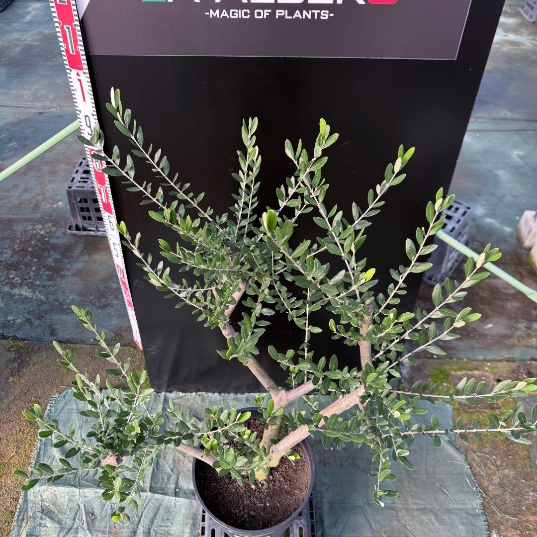 T*a様 【AL1167】オリーブの木　ルッカ　古木