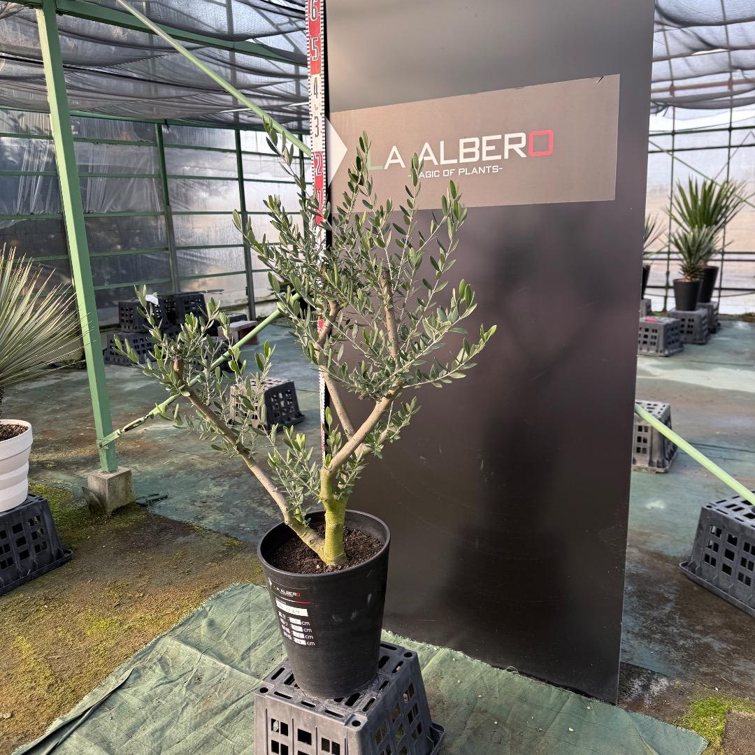 T*a様 【AL1167】オリーブの木　ルッカ　古木