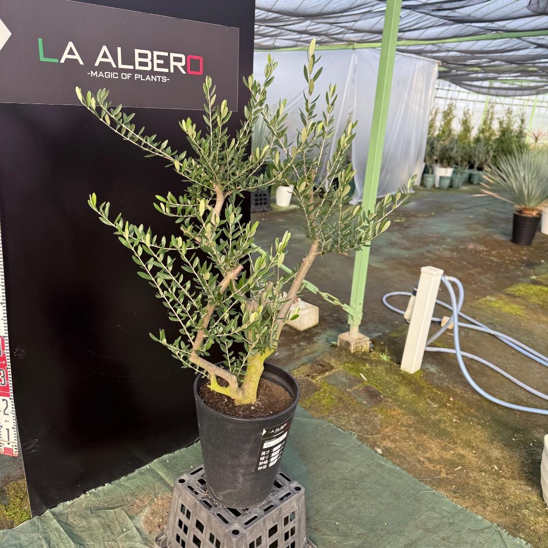 T*a様 【AL1167】オリーブの木　ルッカ　古木