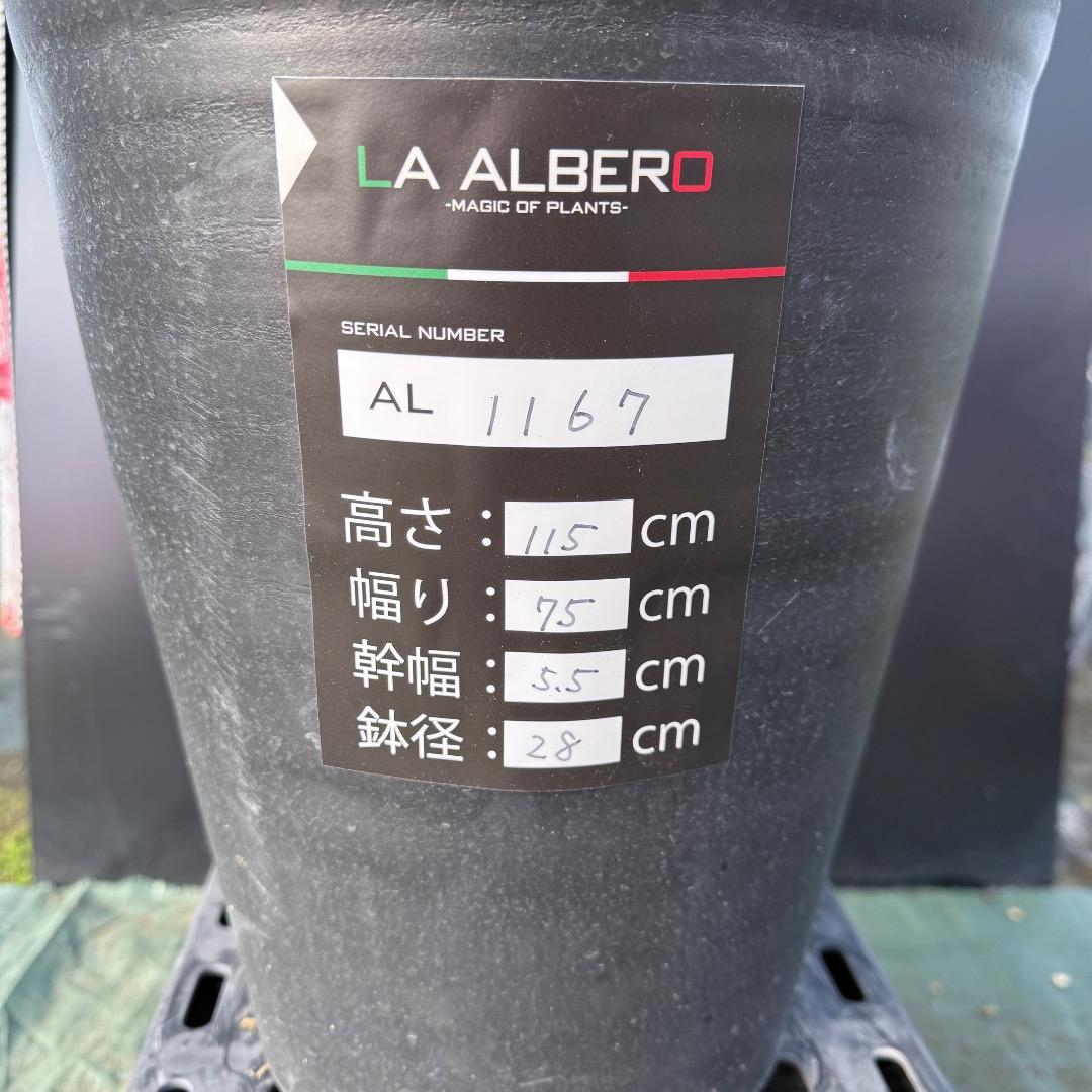 T*a様 【AL1167】オリーブの木　ルッカ　古木