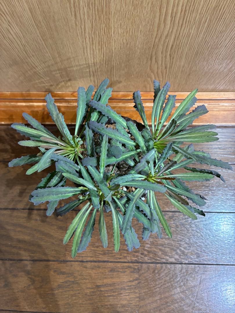 レア　ユーフォルビア　クリスパ　鉢セット　検）パキプス　グラキリス