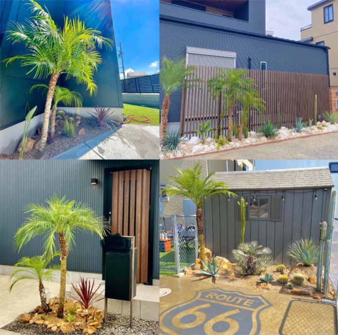 フェニックスロベレニー　ヤシ　ロベヤシ　ヤシの木