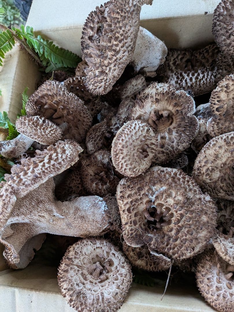 送料無料 長野県産 香茸 約1.9kg クール便発送100サイズ