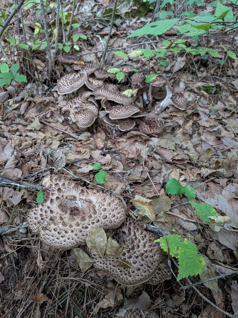 送料無料 長野県産 香茸 約1.9kg クール便発送100サイズ