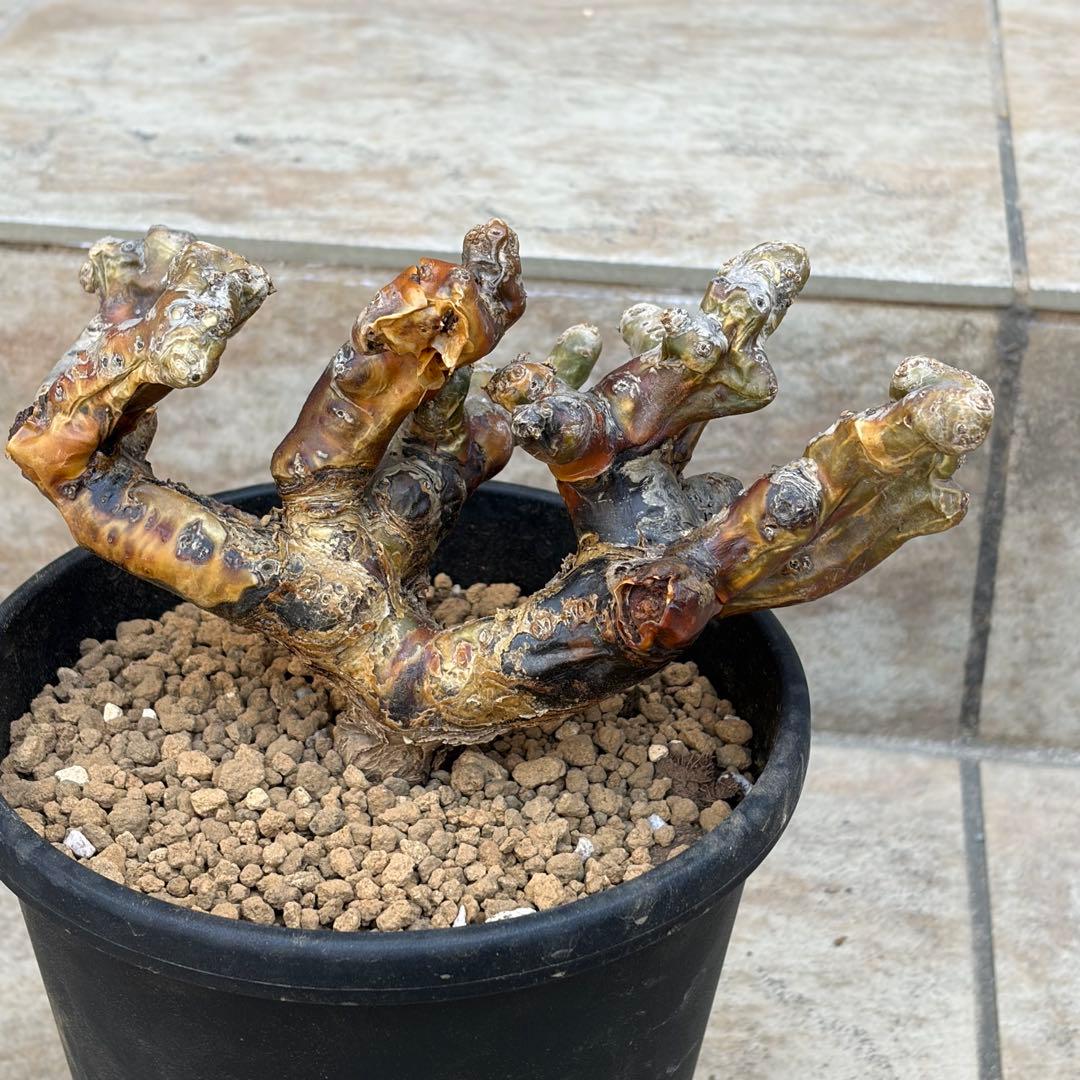 【さく】モンソニア　ムルチフィズム　休眠中　約5号鉢　No.005