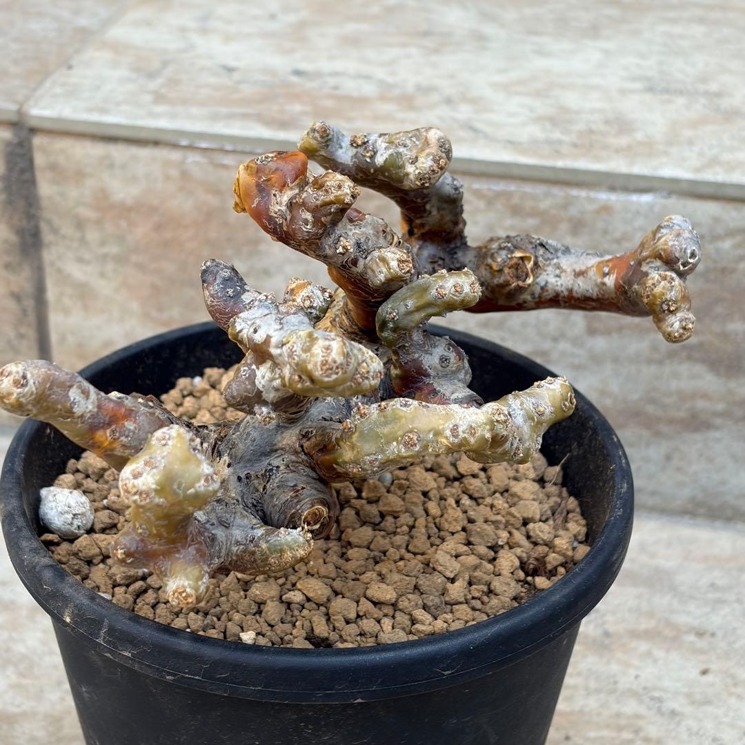 【さく】モンソニア　ムルチフィズム　休眠中　約5号鉢　No.005