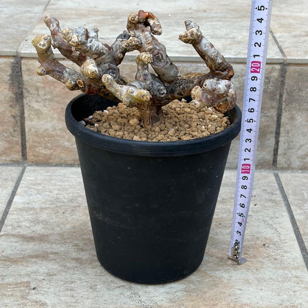 【さく】モンソニア　ムルチフィズム　休眠中　約5号鉢　No.005