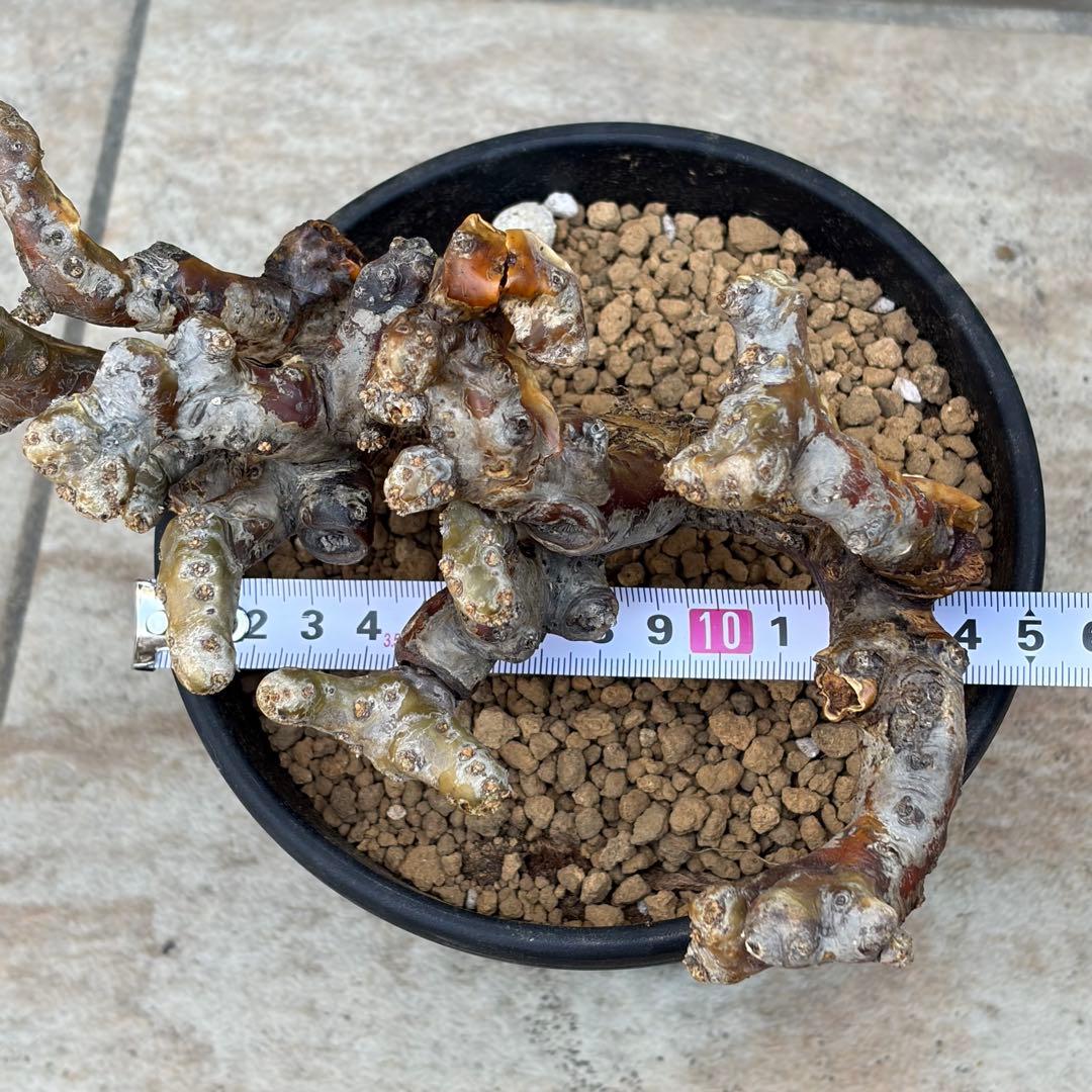 【さく】モンソニア　ムルチフィズム　休眠中　約5号鉢　No.005