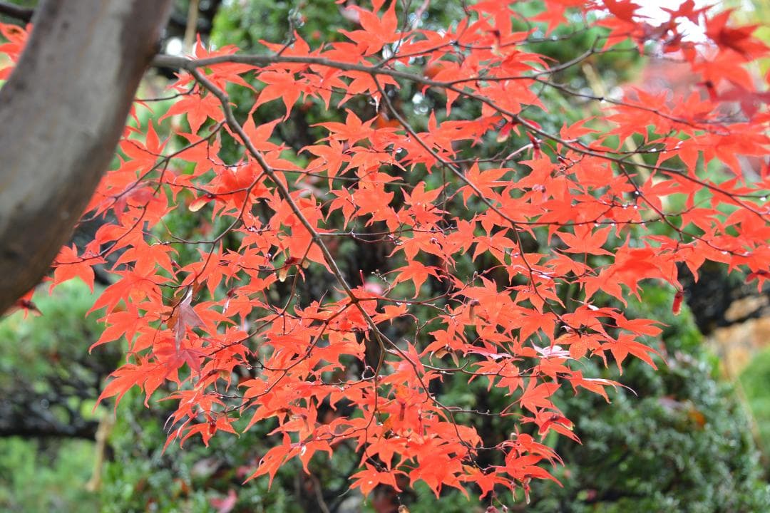 Nikon D800 デジタル一眼レフ 極美品 354ショット