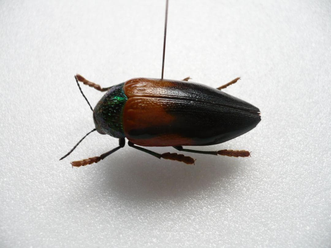 タンザニアのタマムシ　Sternocera tricolor