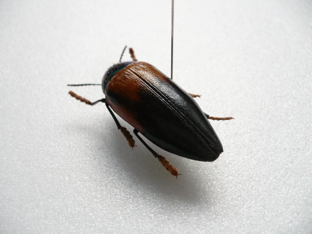 タンザニアのタマムシ　Sternocera tricolor