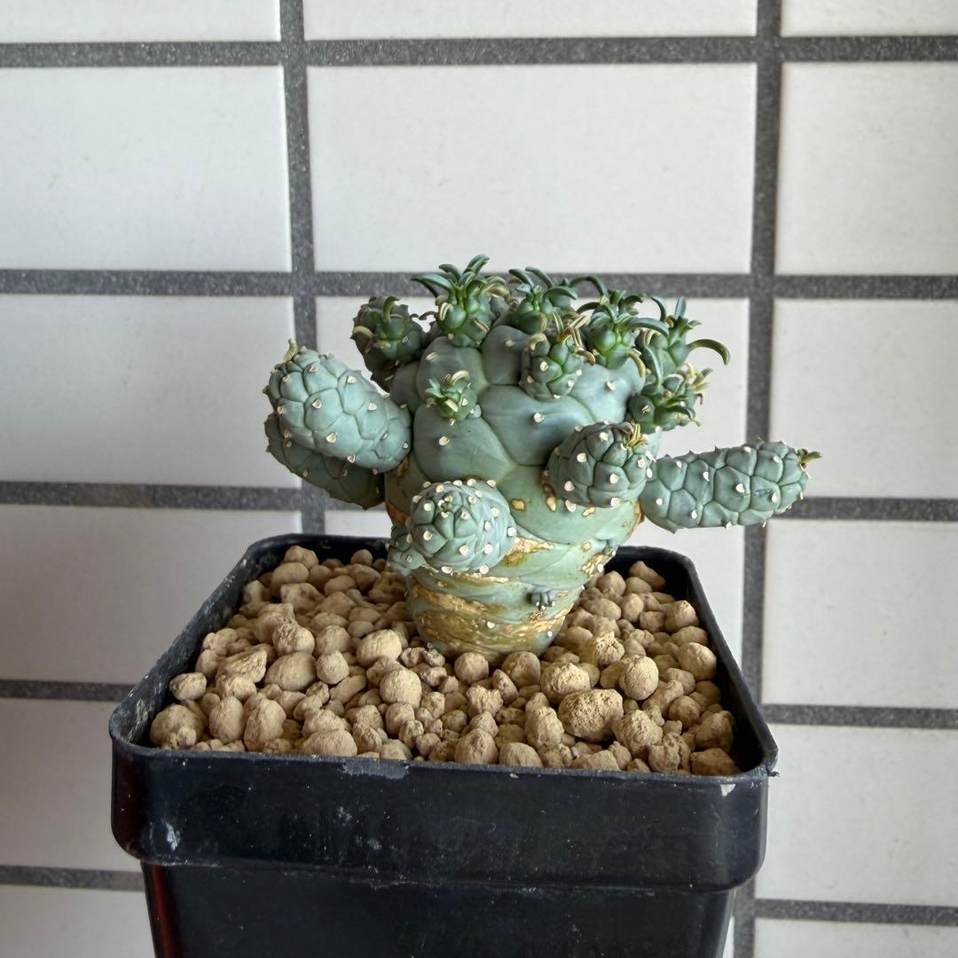 u*5様 タコモノ ユーフォルビア ラミグランス 実生