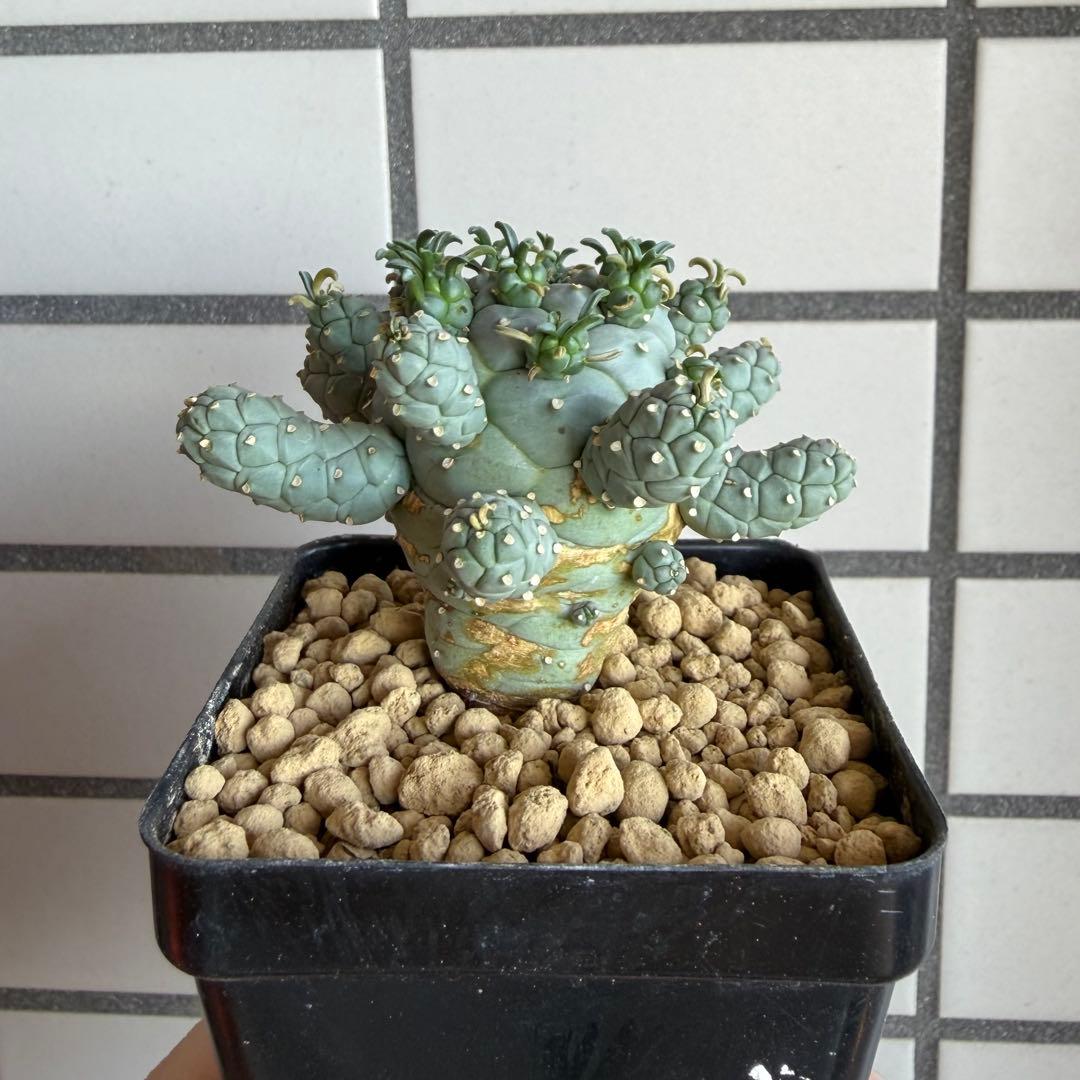 u*5様 タコモノ ユーフォルビア ラミグランス 実生