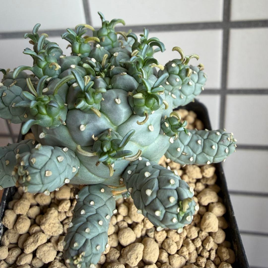 u*5様 タコモノ ユーフォルビア ラミグランス 実生