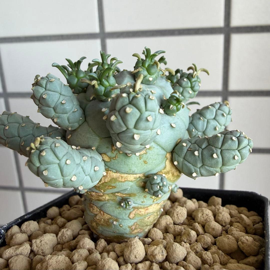 u*5様 タコモノ ユーフォルビア ラミグランス 実生