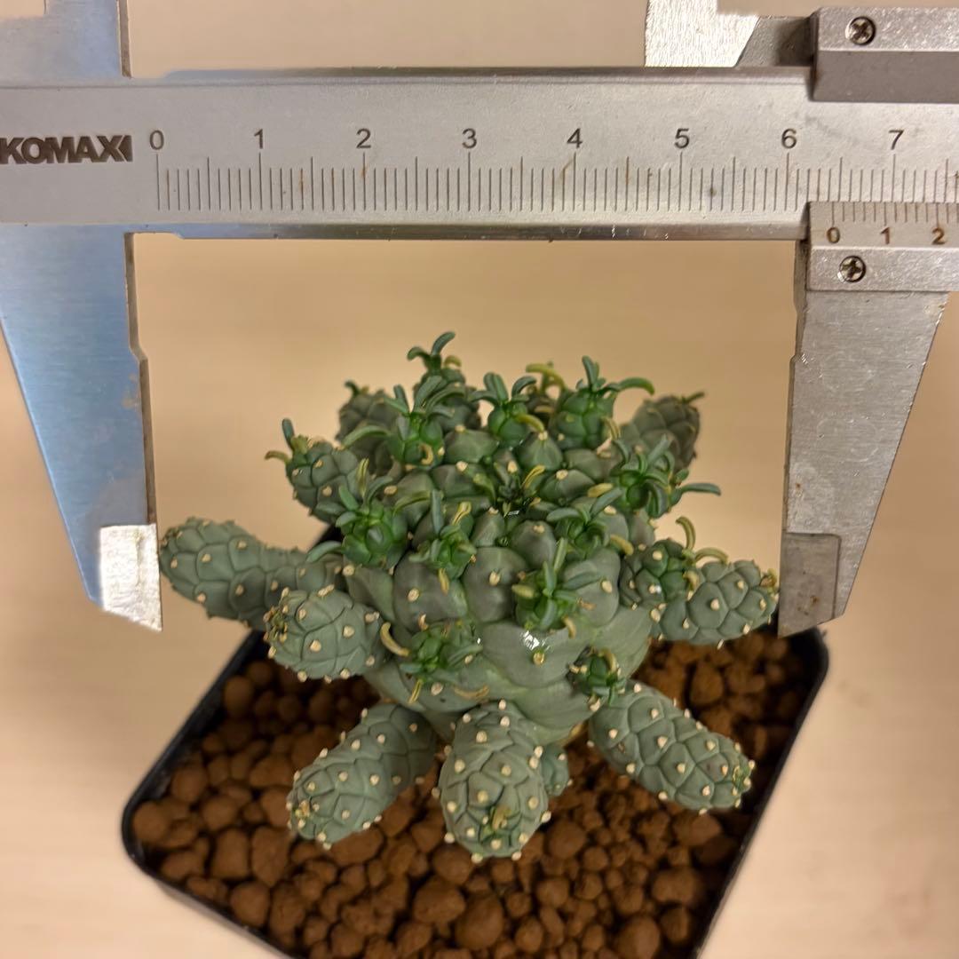 u*5様 タコモノ ユーフォルビア ラミグランス 実生