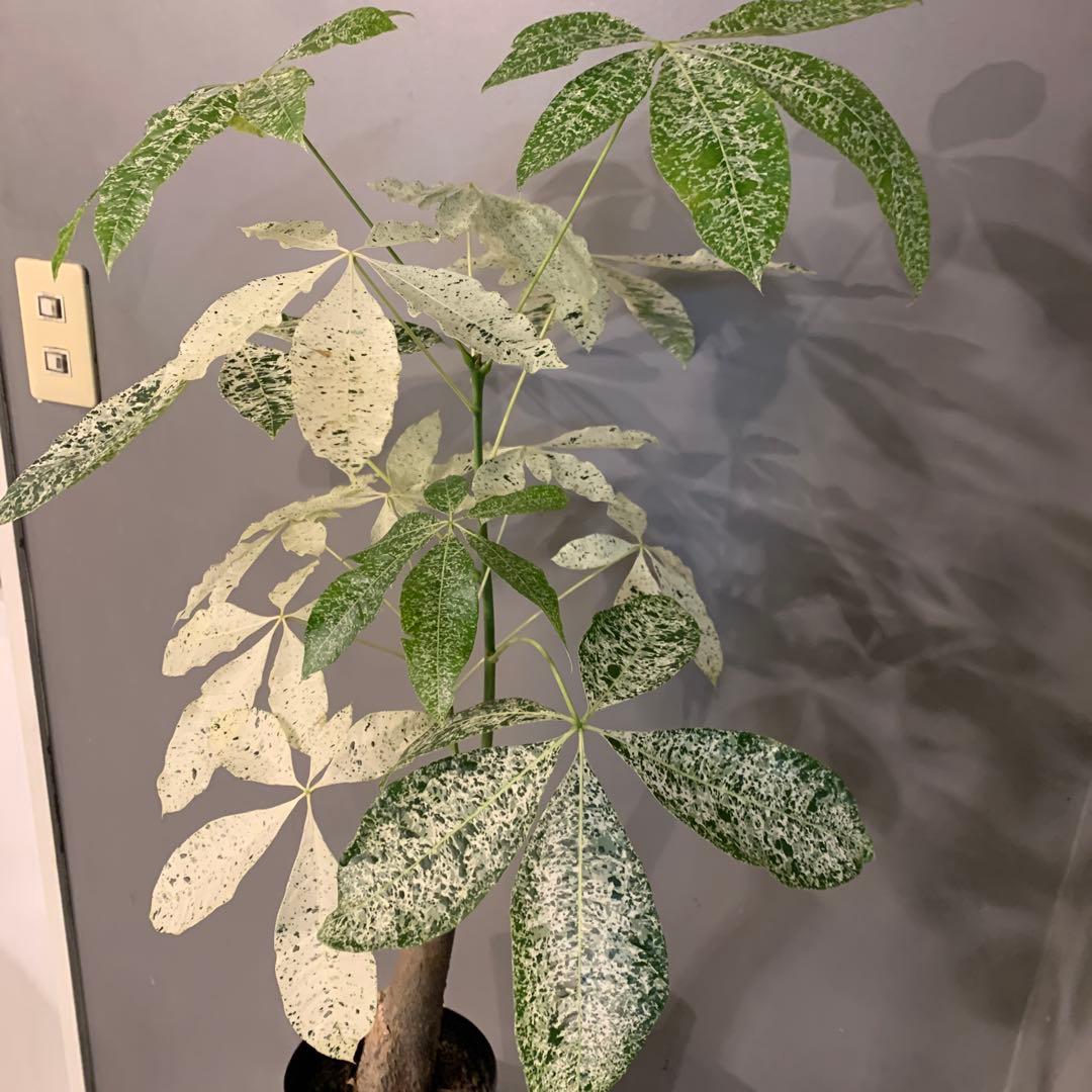 パキラ ミルキーウェイ 5号 2